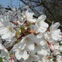 Prunus x yedoensis fleur P26